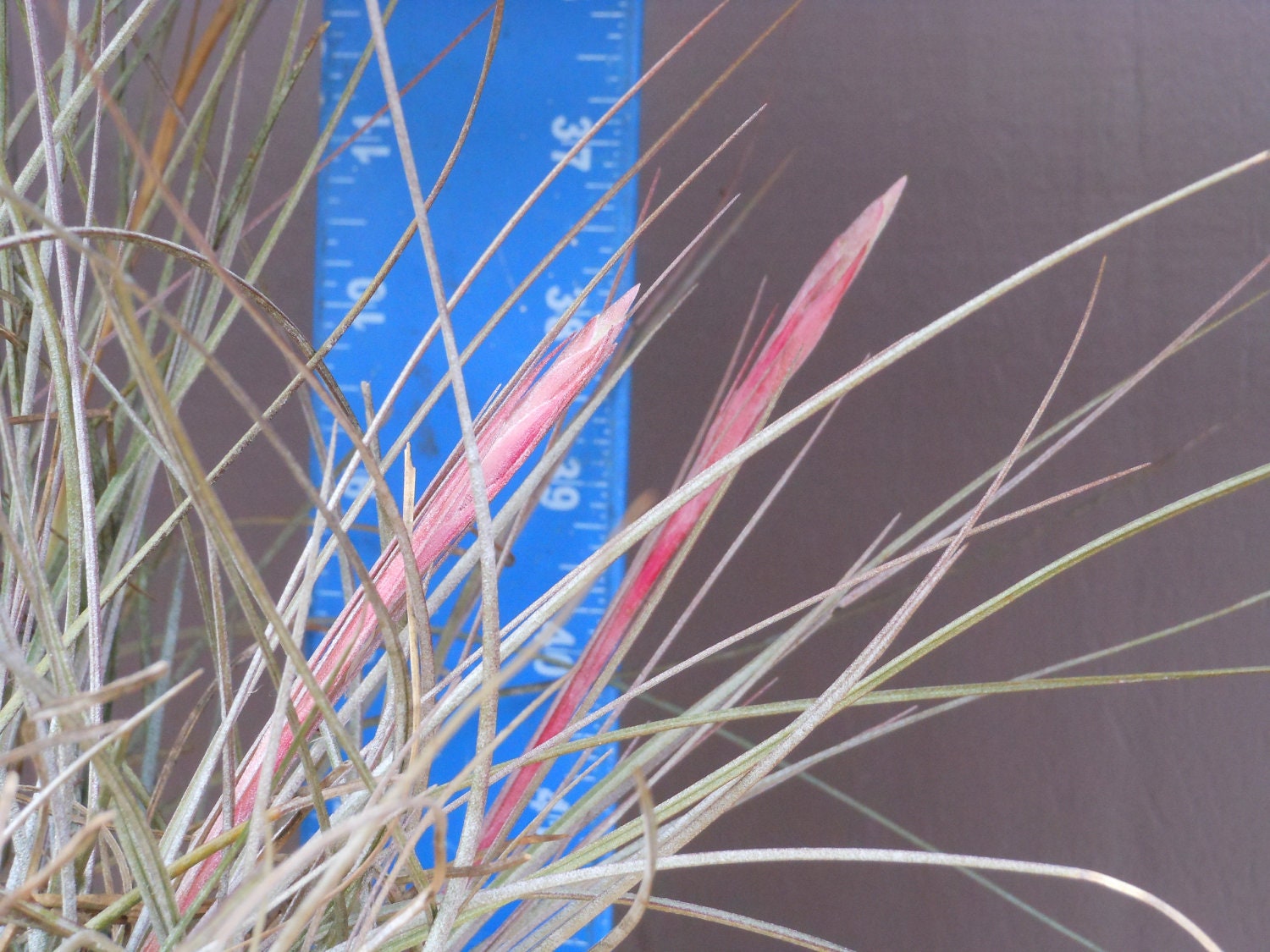 Air Plant- Juncea 10-pack// Lean Green Airplant // Tillandsia
