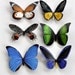 Butterfly Magnets Insects Wholesale Lot of 6 Refrigerator Magnets, kitchen Magnets, Handmade