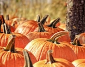 Pumpkins Orange Golden Harvest Decor Fall Autumn Halloween Fall Decor October Harvest Pumpkin Fall, 8 x 10 Fine Art Print