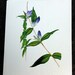 Handmade invitations Watercolor Botanicals Set of 6
