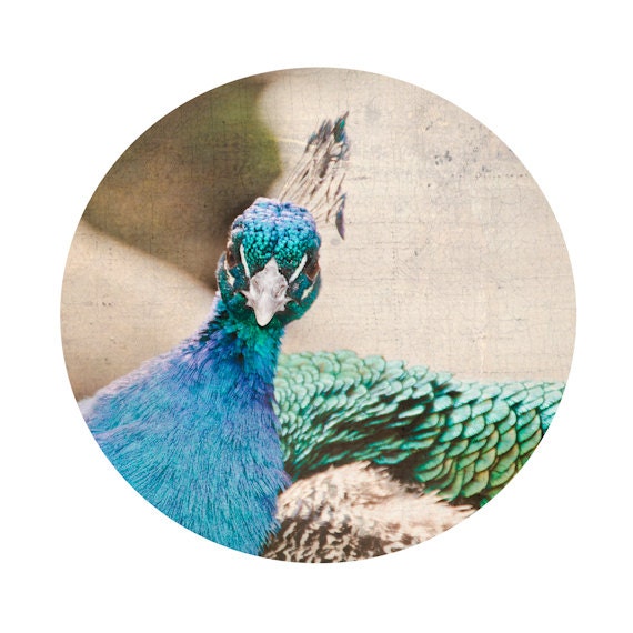 Animal Photograph 8x8, Round Peacock Photography, Modern Nature Wall Decor, Blue, Green and Gray Bird Wall Art, Circle - PureNaturePhotos