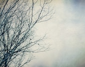 Winter photography, winter sky, bare tree branches, winter decor, blue and white, pastel photograph - NancyFalsoPhotos