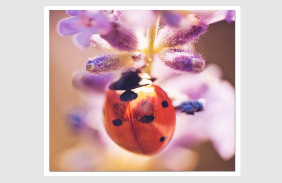 Insect Art Ladybug Photo, 10x10 print, Orange and Purple, square print, nursery art - IslayCorners