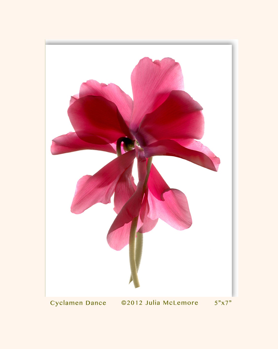 Handmade Greeting Card Floral Cyclamen Dance Note Card Blank