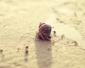 Beach Photography -   beach summer sand seashell hermit crab sea wall art photo print  photos sand ocean shore