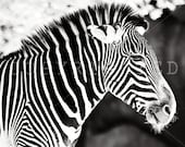 the striped zebra color print (8x10)