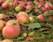 Food photography, red apples, kitchen art, wall decration idea, natural home decor, harvest photo 5x7 (13x18) 5x5 (13x13)F R E E  SHIPPING