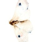 White Moth - Original Watercolor Painting