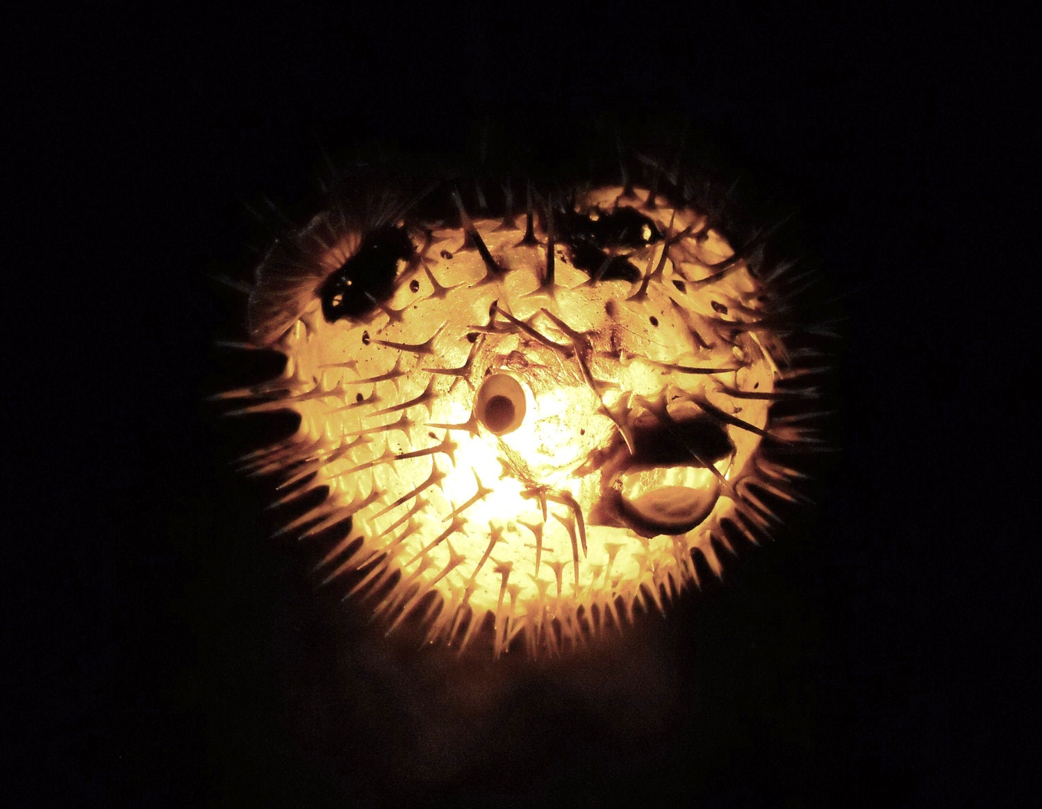 Fish Lamp