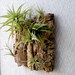 Vertical Garden: Air Plants on Sustainable Virgin Cork Bark