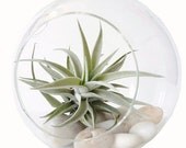 ZEN Hanging Glass Globe Air Plant Terrarium