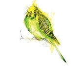Budgie Australian Bird Print A5