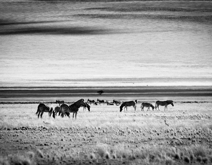 Zebra Modern Wall Art, Monochrome Fine Art Animal Photography Black and White Home Decor 8x10