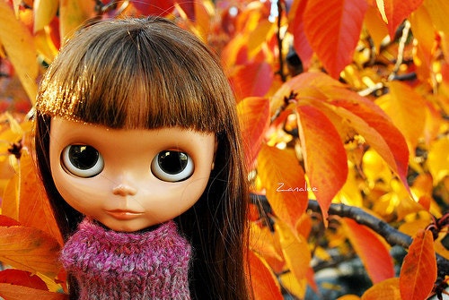 Hendrix in Autumn Postcard