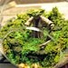 Yoda Terrarium - Hanging Moss Zen Garden - Star Wars / Empire Strikes Back