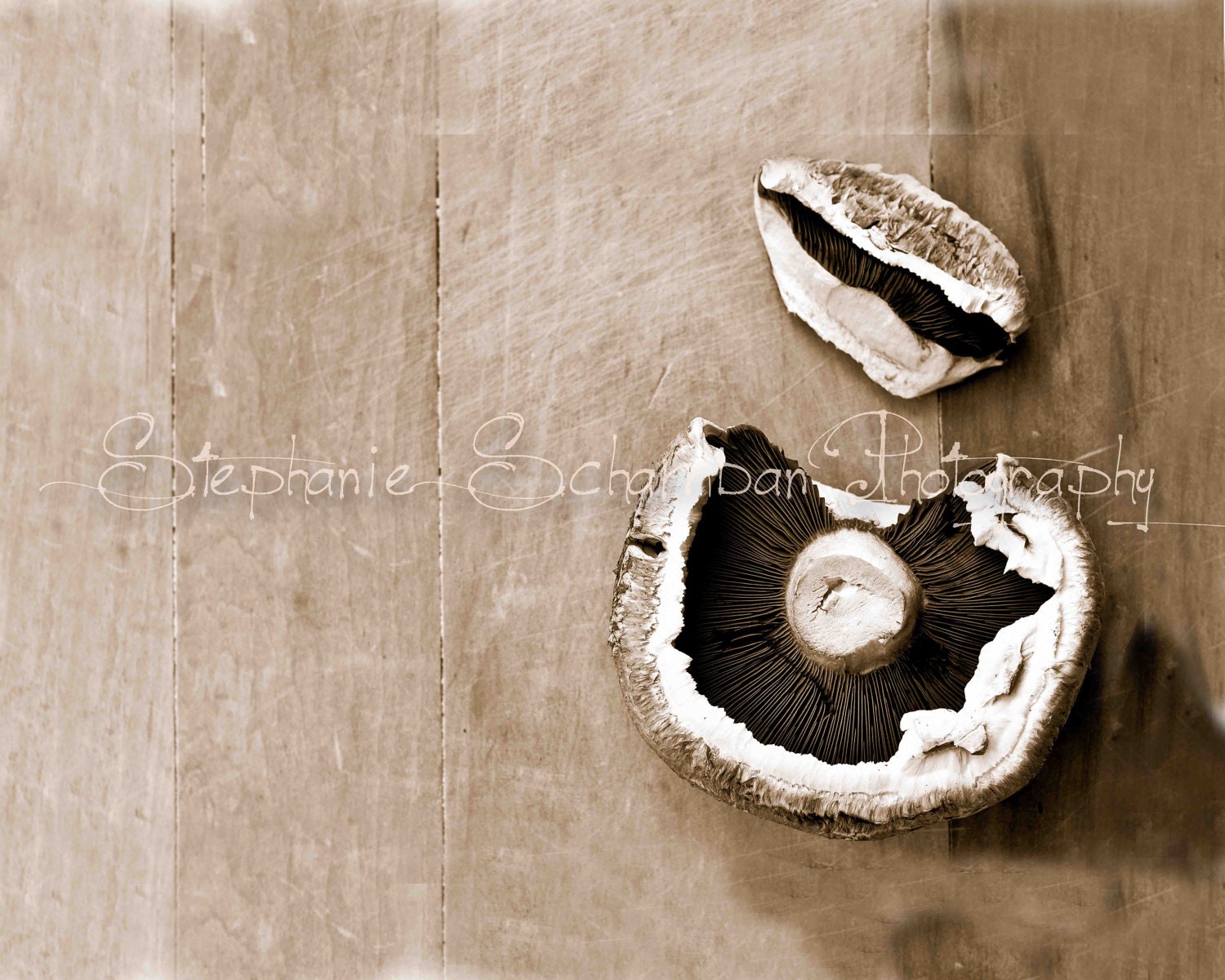 16x20 Sepia Toned Print : Large Portabello Mushroom