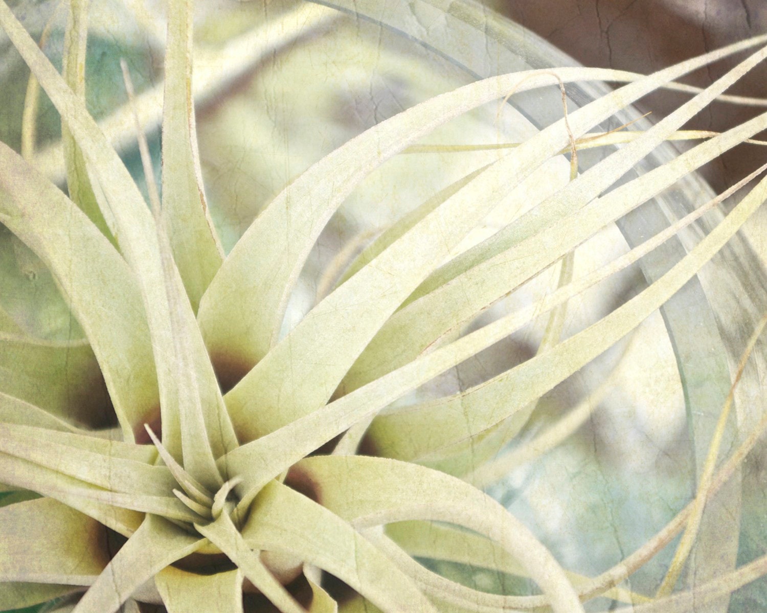 Cactus 8x10 Succulent Tillandsia Pale Soft Green Brown Air Plant Photography Print