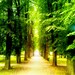 Path - photography fine art print original home / interior decoration