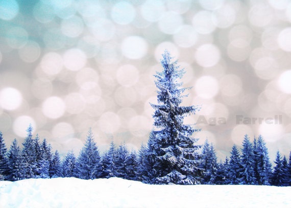 Winter Photography, Snow photo, Blue White Christmas, Woodland Trees, Holiday Decor, 8x12 Fine Art Print