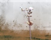 Flower Photograph, White Purple Print - Chocolate Tint, Brown Home Decor, Fine Art, Botnical Decor, 21x30 cm, Farmhouse chic