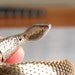 Vintage Whiting & Davis Snake Gold Mesh Two Coil Bracelet