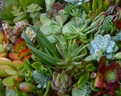 30 SUCCULENT CUTTINGS, Wedding Favors, Vertical Garden, Terrarium, Wreath.