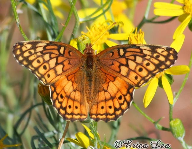 Butterfly Photograph, orange fritillary on yellow flowers photo, nature photography, 5x7 print