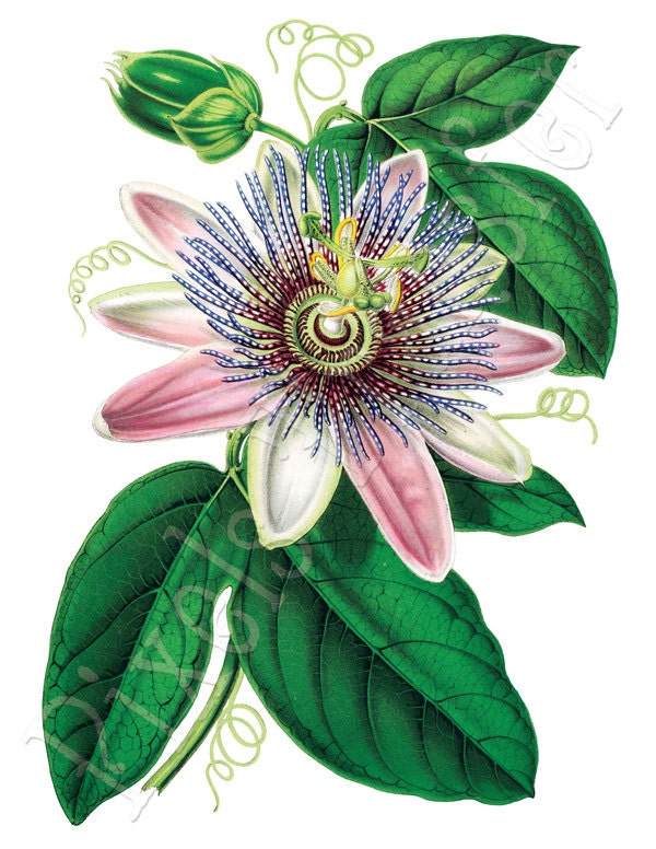 Large Digital Image PINK PASSIFLORA botanical illustrations 107