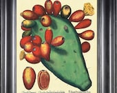 BOTANICAL PRINT Besler 8x10 Botanical Art Print 17 Beautiful Large Cactus with Red Berry Seeds Yellow Tropical Flower Antique Writing