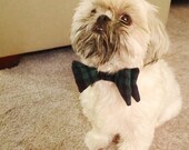 Pet Bow-tie