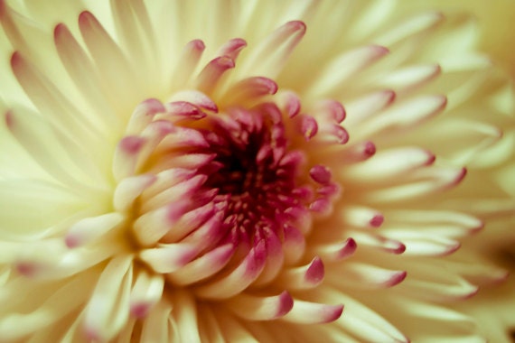 Flower Macro photograph 8x12 Fine Art Photography nature floral pink and yellow blossom print home wall art decor