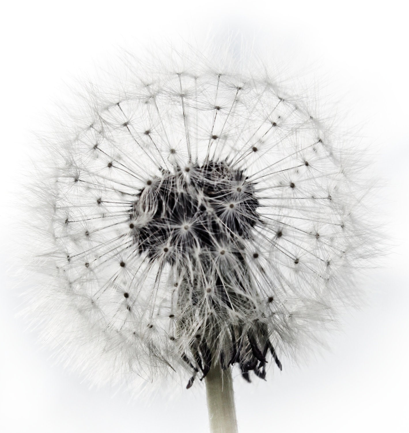 Dandelion Puff 12x12 Print Fine Art Photography