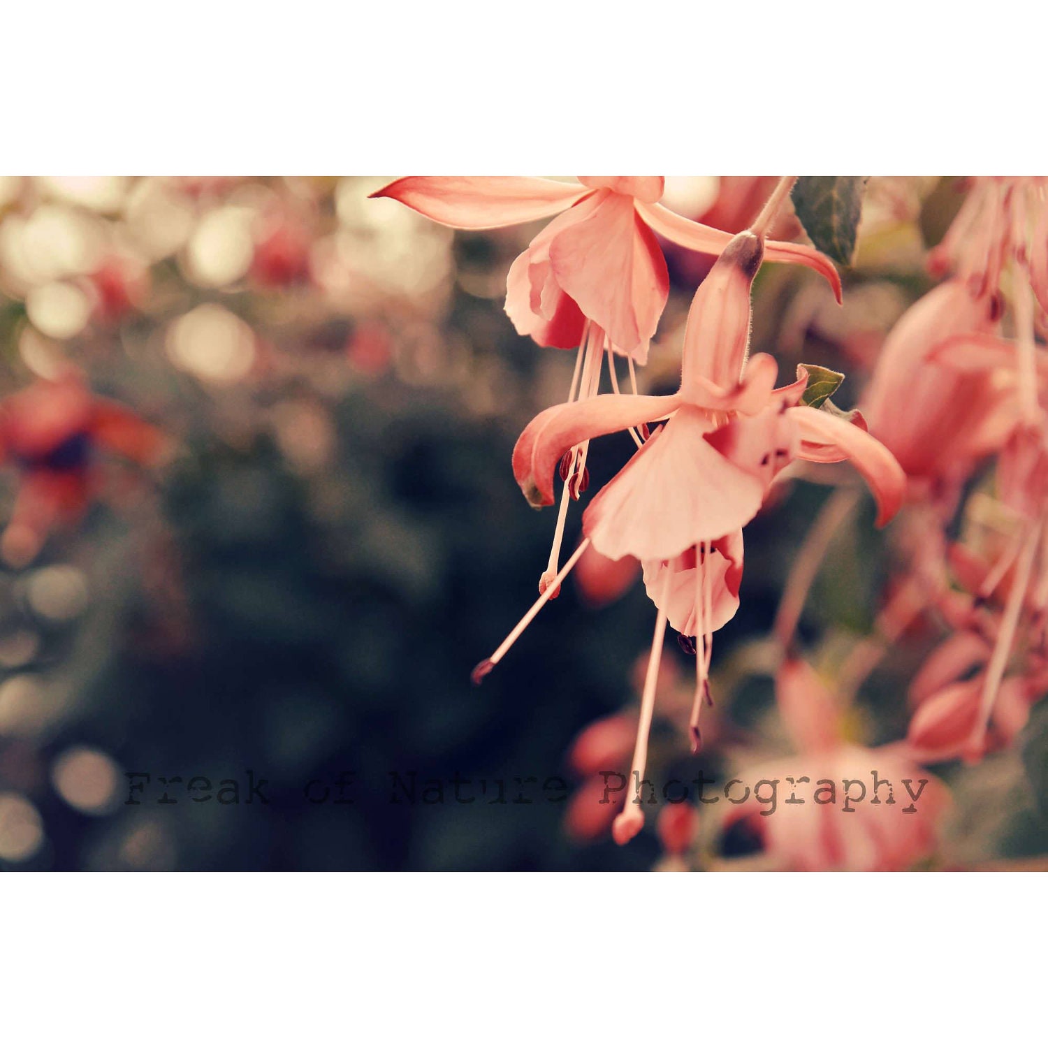 Fine Art Blossom Photography  Spring Summer Bokeh Pink - 11x17" - Printed to Order
