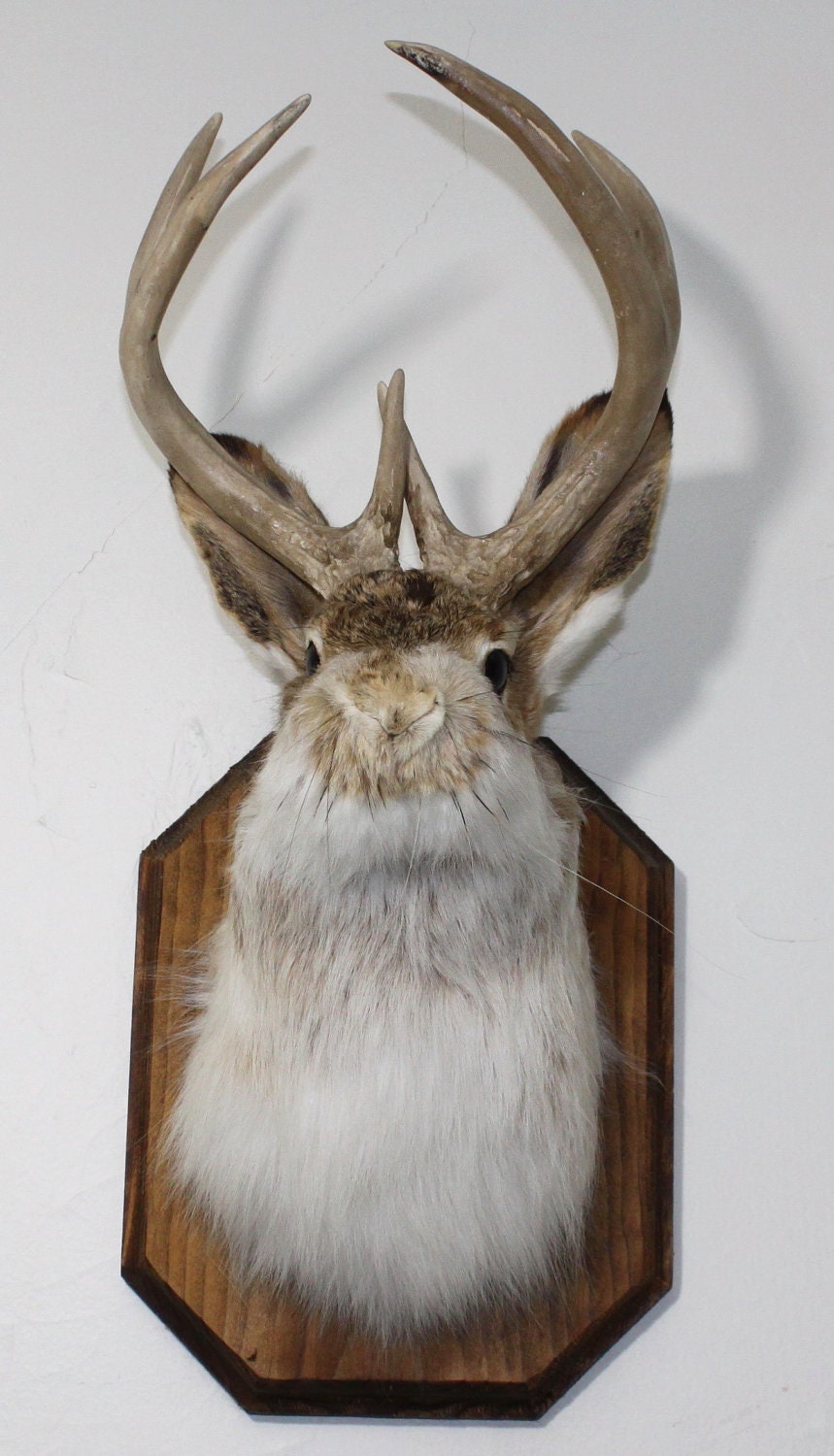 Jack The Jackalope