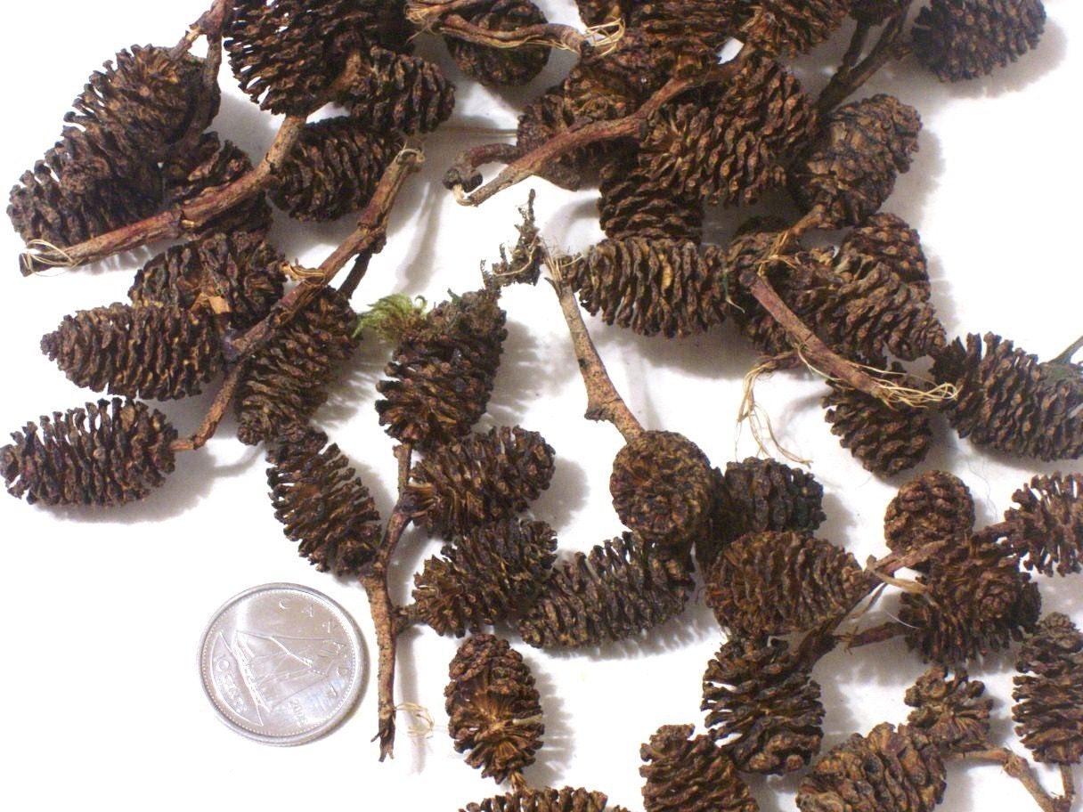 Mini pine CONES, Christmas wreath, decoration, supplies, ornament
