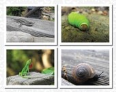Note Cards - Small Critters Photos - Set of Four (4) Handmade Fine Art Photograph Cards - Blank For Any Occasion