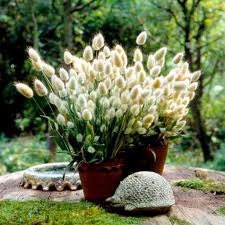 Beautiful Bunny Tails, Ornamental Grass, 20 Seeds, Charming