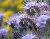 Lacy Phacelia, Wildflower, 25 Garden Flower Seeds, Attracts Bees and Butterflies