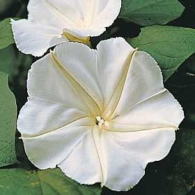 1/4 LB BULK, Seeds, White Moonflower, Fragrant, Opens in the Evening, Moongardens