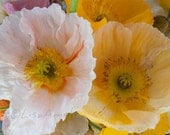 Haru Keshi 2 -  11X14 print, fine art photography, Spring flowers, poppies, colorful, close up, contemporary art, white, pink, yellow