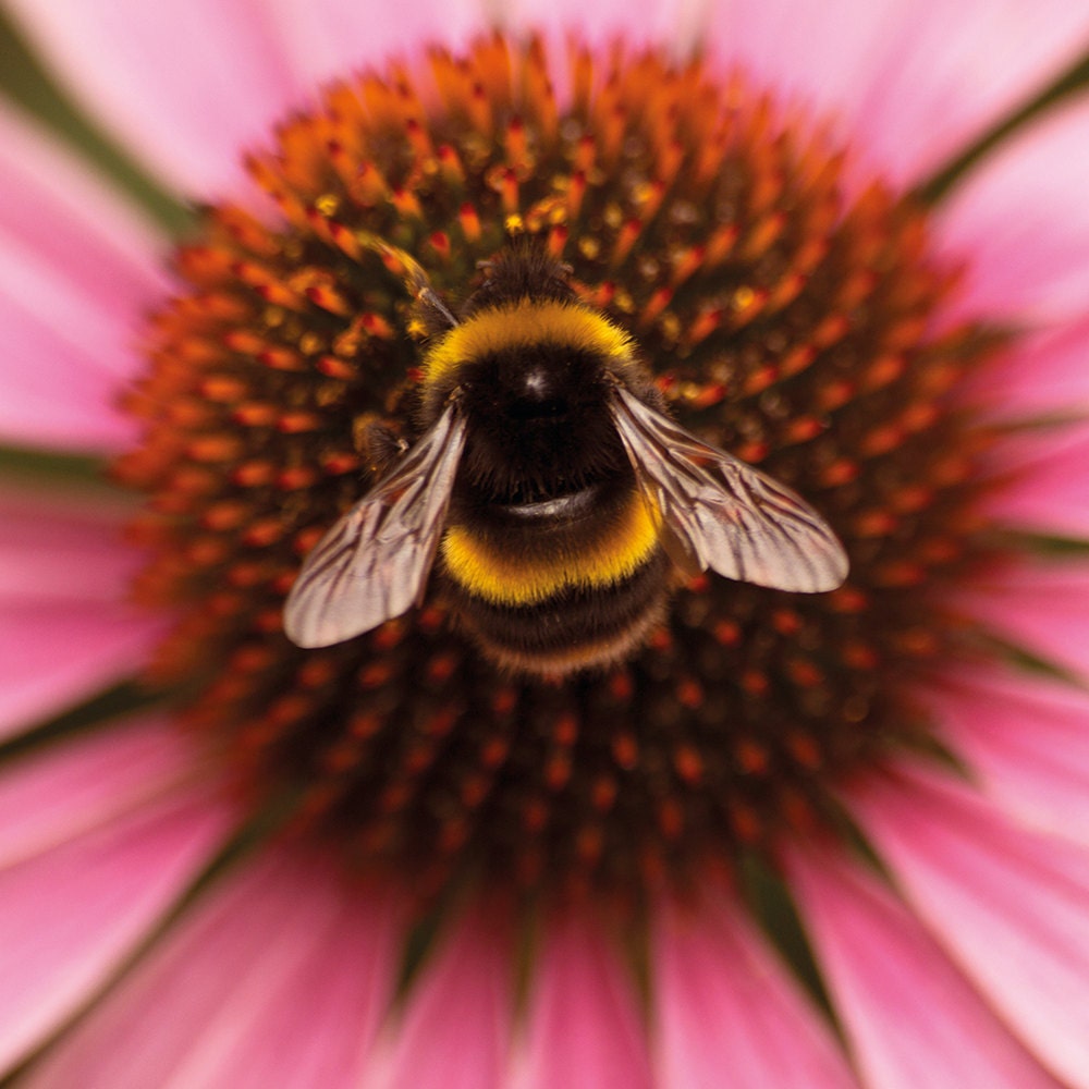 Bee & Echinacea Greetings Card 6x6"