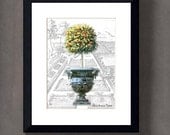 Art Print: -  "Vintage Topiary in Antique Urn" - Giclee print