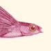 Wall decor A3 poster  - Vintage Fish Print -  sea life print-   Flying Fish Exocoetus Nautical art