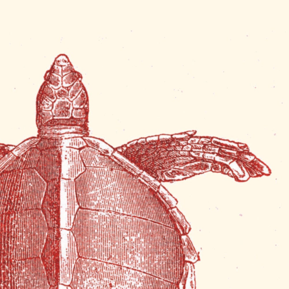 Vintage Turtle Thalassochelys caretta Print Poster Illustration
