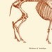 Antelope Skeleton  Digital Print /Antique Illustration / Home Decor / wall Art