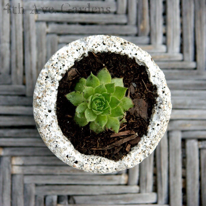 Boudreaux - A Grandiose Succulent In One-of-a-Kind Handcrafted Cement Planter