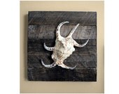Beach Decor Shell on Driftwood for Beach Decor Spider Conch