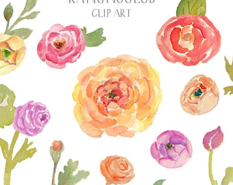 Ranunculus Watercolor Flowers - Clip Art