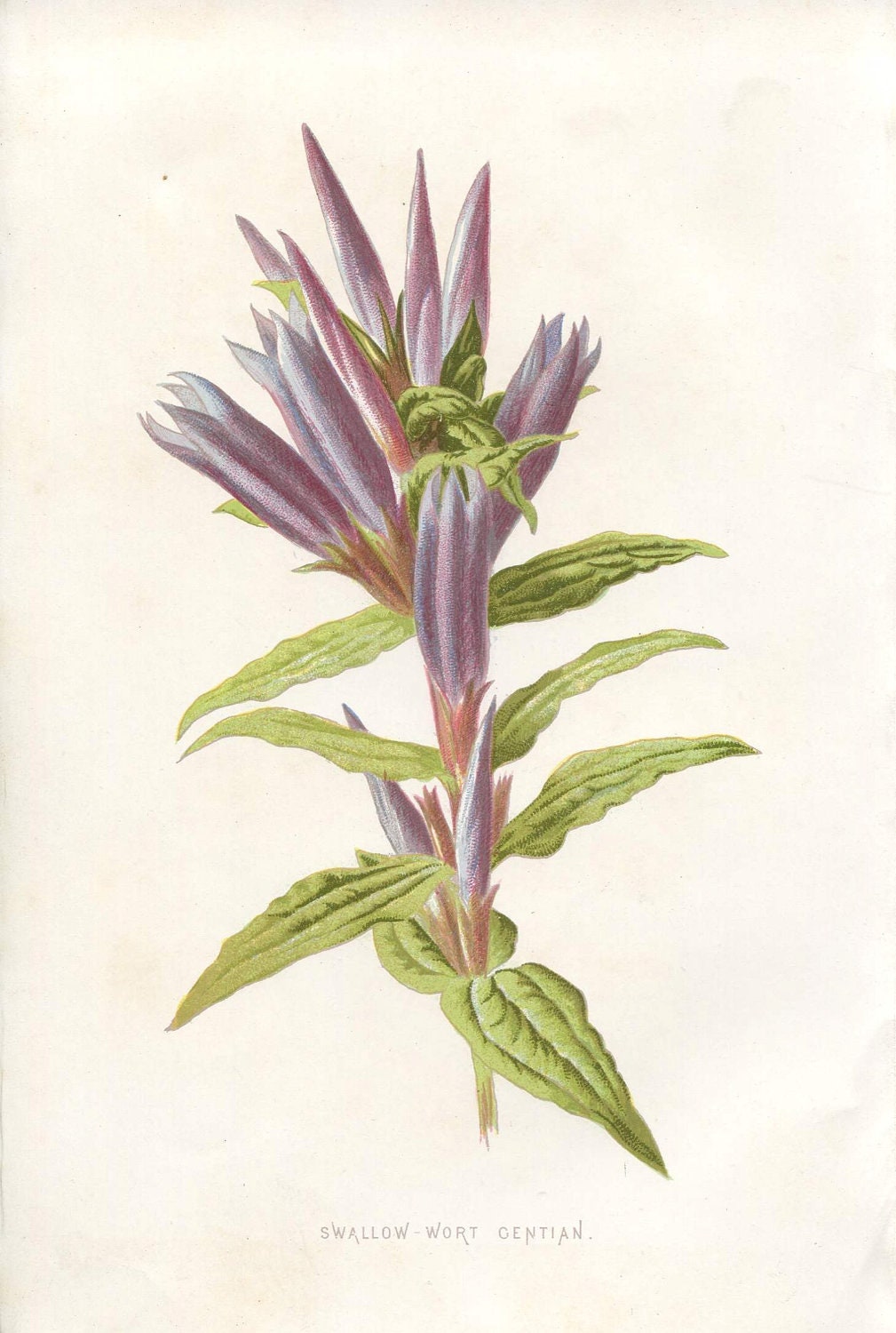 Antique Original Coloured Bookplate Color Book Plate Vintage Print Hulme Familiar Garden Flowers 1890 Purple Violet Swallow-Wort Gentian