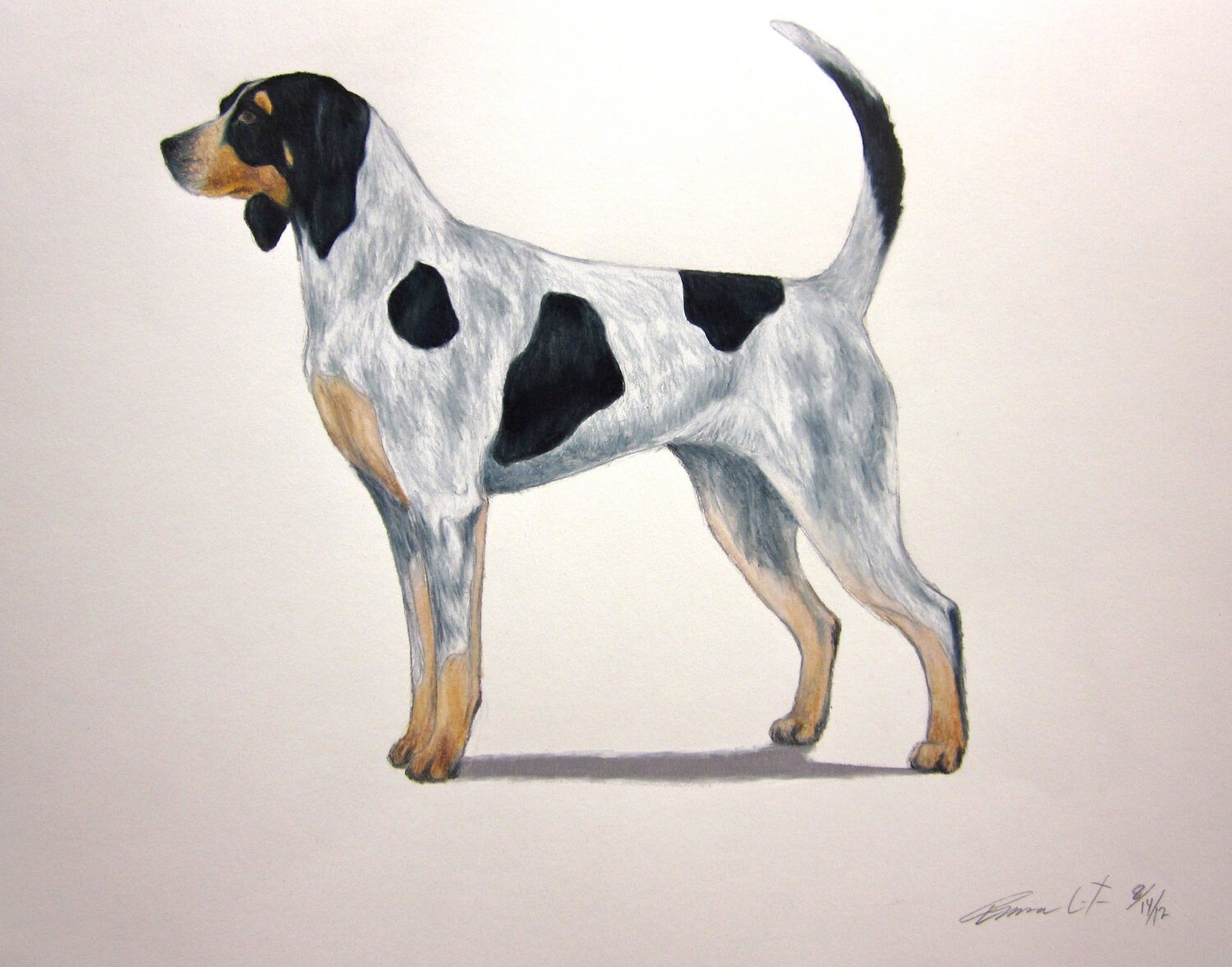 Coon Hound Drawing